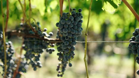 Closeup-grapes-red-wine-ripe-grapes