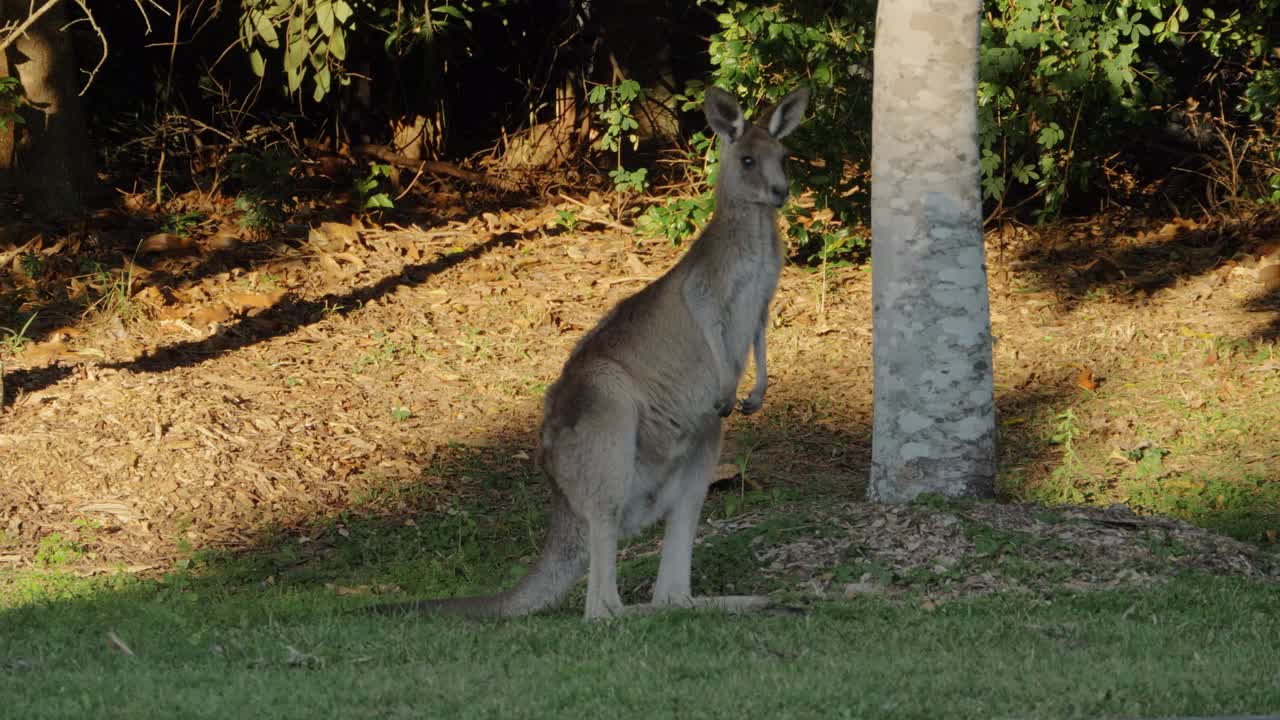 canguro gris oriental de pie sobre las patas traseras con las orejas erguidas - canguro australiano mirando alrededor y alerta - queensland, australia