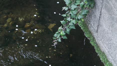 Grüne-Weinrebe,-Die-An-Der-Wand-Hängt,-Und-Sakura-Blütenblätter,-Die-Auf-Dem-Klaren-Wasser-In-Tokio,-Japan,-Schwimmen