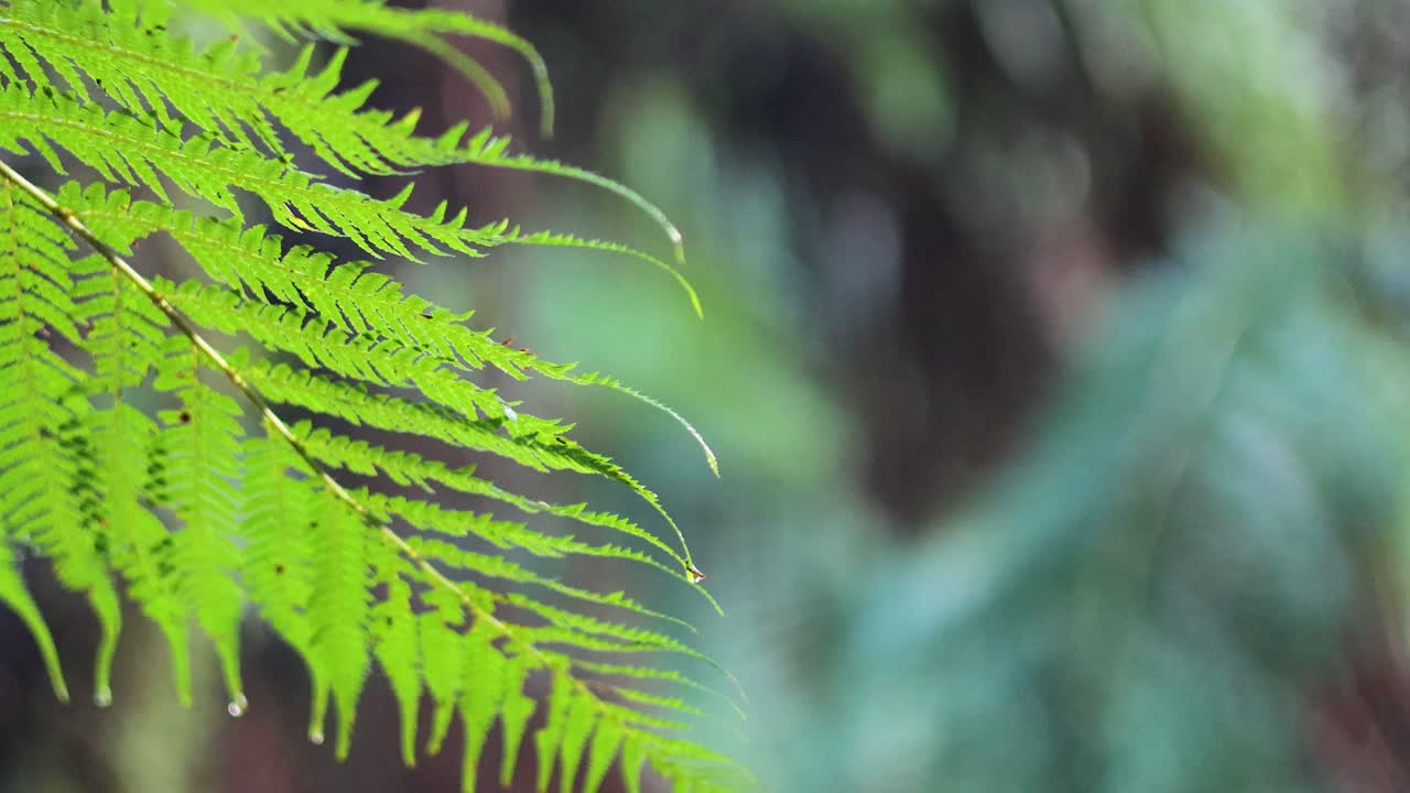 helechos de árbol en un entorno de selva tropical exuberante