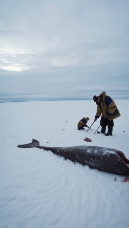 indigenous people hunting and preparing seal meat in the arctic