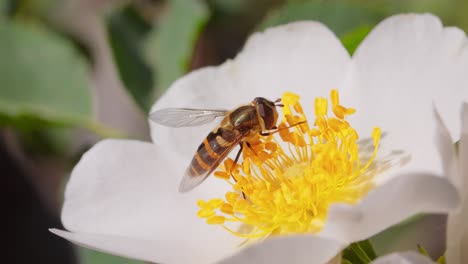 Schwebfliegen,-Blumenfliegen-Oder-Schwebfliegen,-Insektenfamilie-Syrphidae.-Sie-Tarnen-Sich-Als-Gefährliche-Insekten-Wespen-Und-Bienen.-Die-Erwachsenen-Tiere-Vieler-Arten-Ernähren-Sich-Hauptsächlich-Von-Nektar-Und-Pollenblüten.