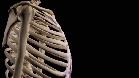 detailed human skeleton. 3d animation.