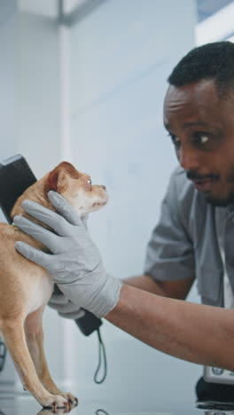 dog examination at veterinary clinic