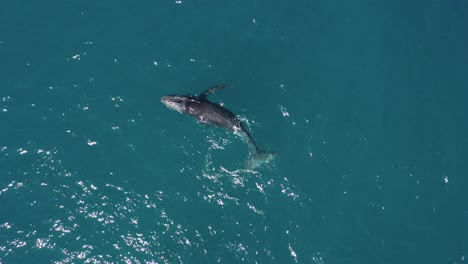 Aerial-view-of-juvenile-Humpback-whale-frolicking,-spouting-at-surface