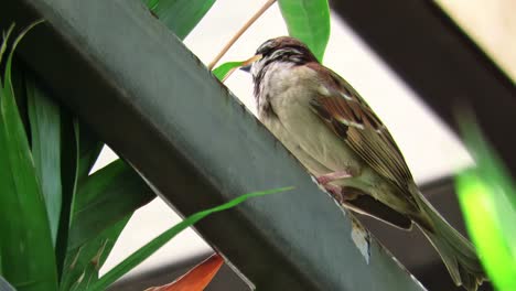 city-dwelling tree sparrow takes a break to survey the surroundings