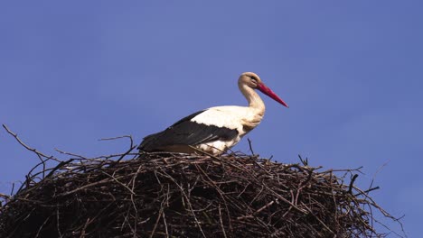 alone white stork stand in nest, windy blue sky background, latvia