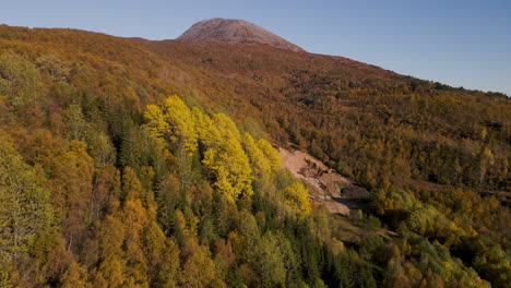 Hermosos-Colores-Otoñales-De-Los-árboles-Del-Bosque