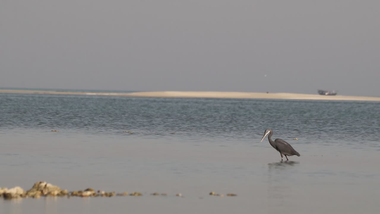 물속에서 물고기를 찾는 푸른 왜가리 새