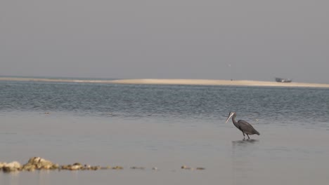 Ein-Blauer-Reihervogel,-Der-Im-Wasser-Nach-Fischen-Sucht