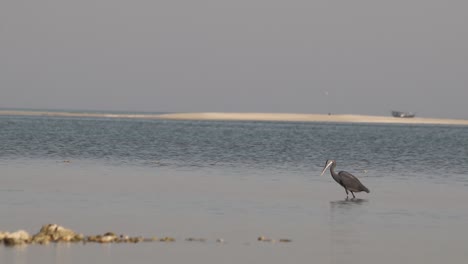 a blue heron bird searching for fish in water