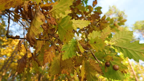 Brisa-De-Otoño:-Primer-Plano-4k-De-Hojas-De-Otoño-Danzantes