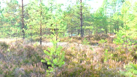 Agáricos-De-Mosca-Venenosos-Mortales-En-El-Bosque