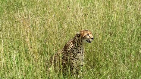 Erschöpfter-Gepard-Hechelt-Und-Sitzt-In-Heißen-Savannenwiesen