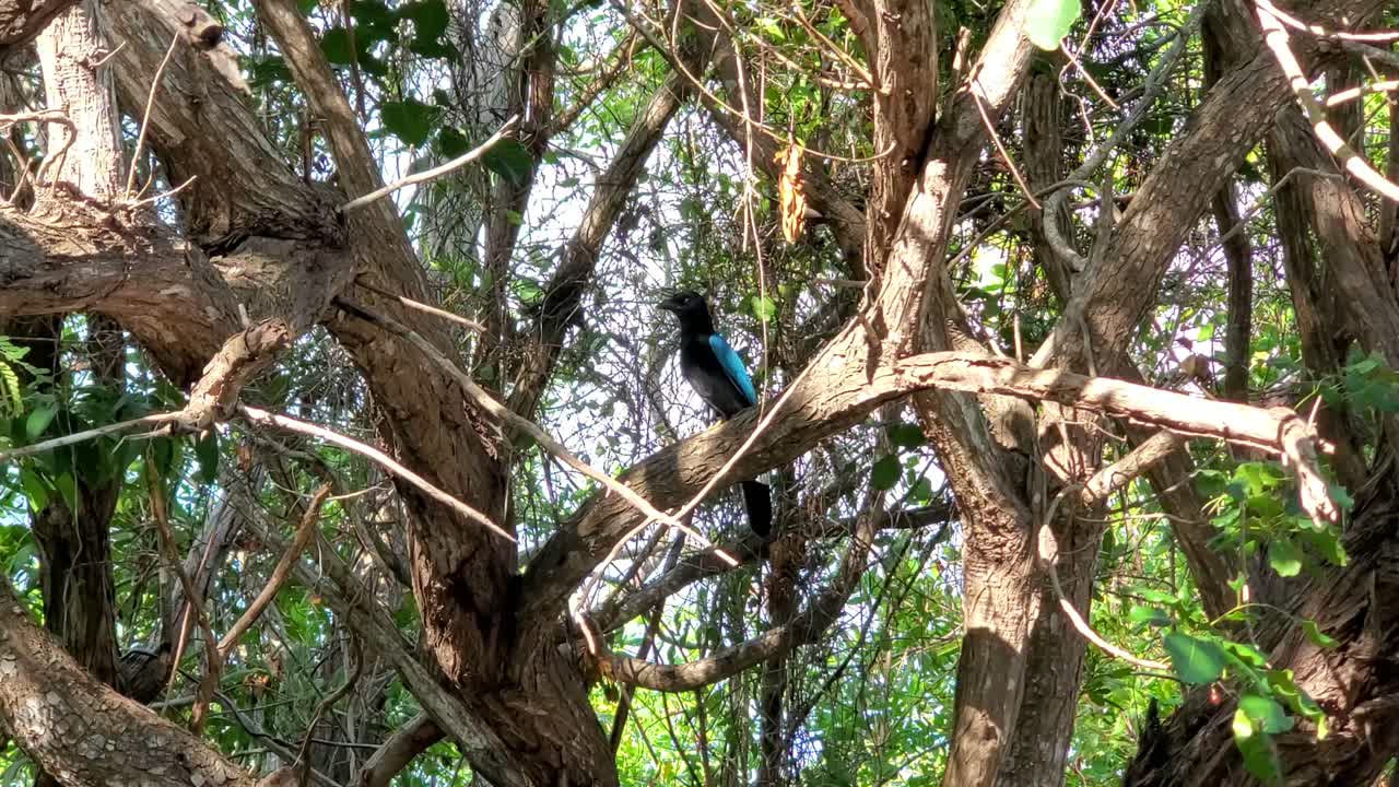 나뭇가지에 앉은 새