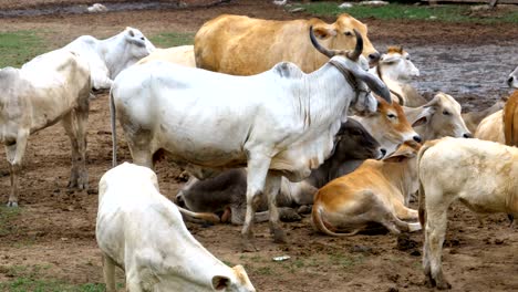 herd of thai cows grazing on a dirty pasture in asia. open cow farm field. thailand