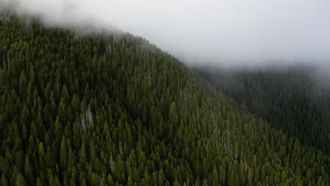 mist engulfing spruce forest mountain near olympic national park, washington state, united states