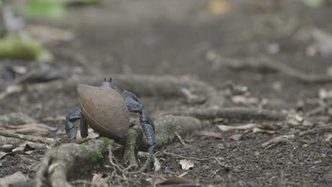 Coconut-crab-in-trouble