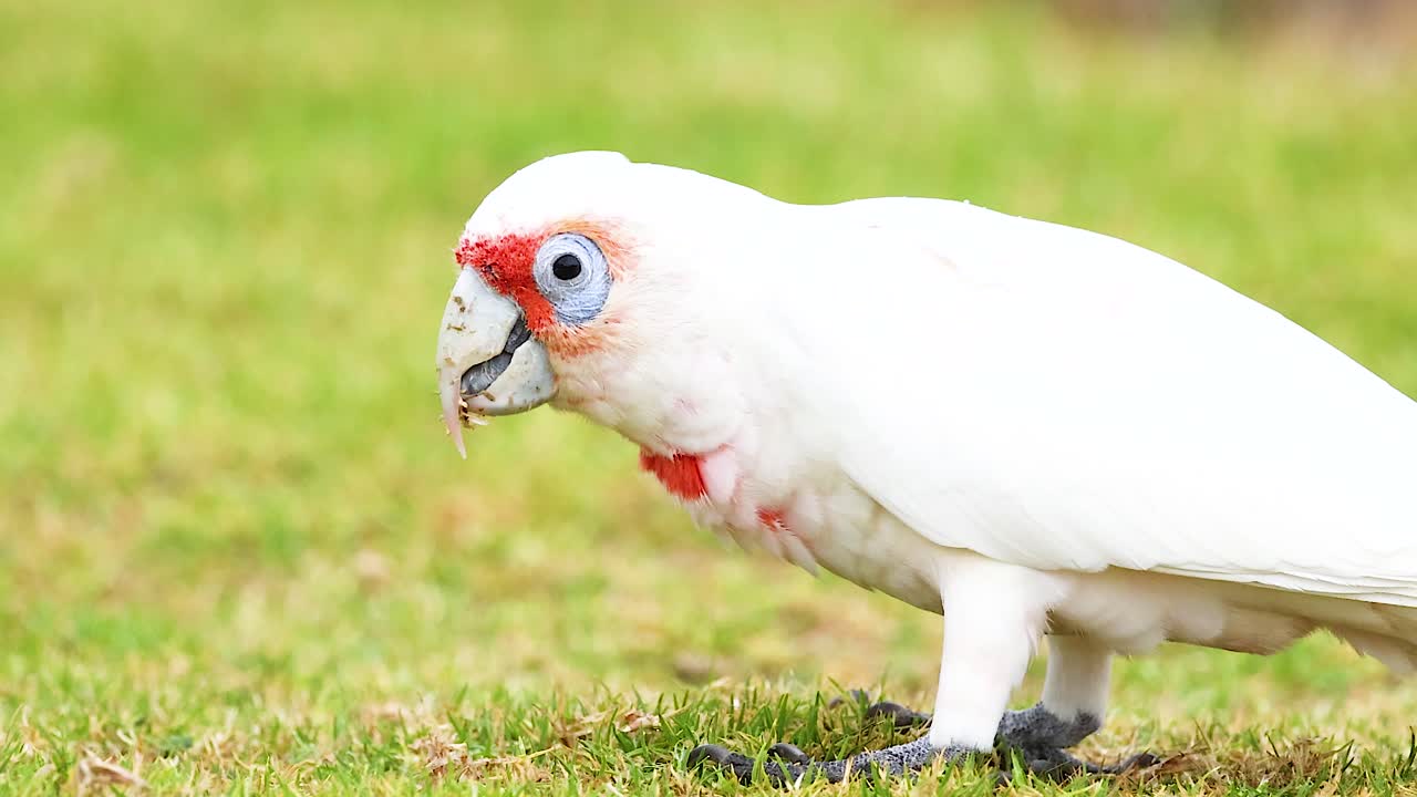 A Long-Billed Corella searches for food on grassy terrain under bright daylight, showcasing natural behavior and vibrant plumage