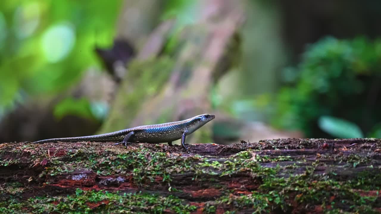 The Western Skink (Plestiodon skiltonianus) Against Bokeh Nature Background. Close-up Shot