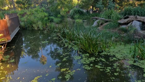 tranquil pond surrounded by trees and greenery