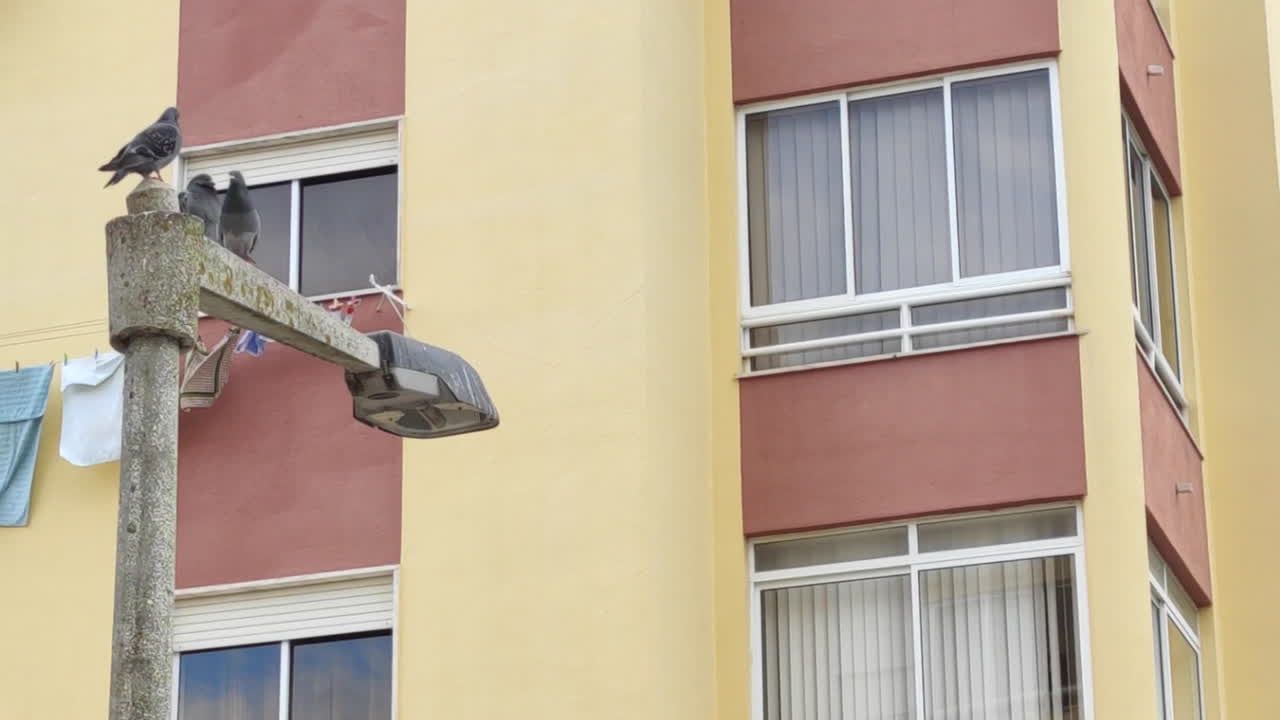 palomas en el poste eléctrico, edificio como fondo