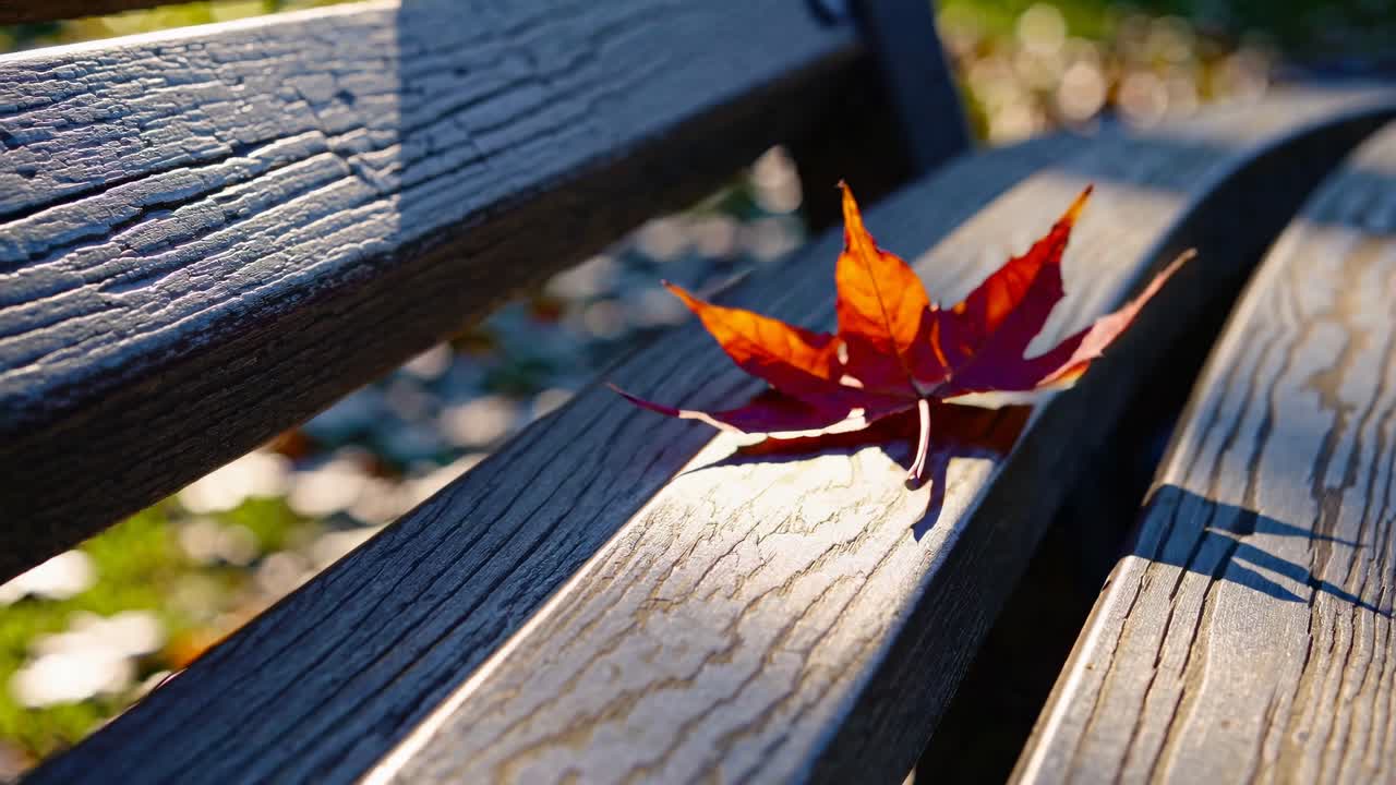 The video captures a serene autumn scene with a vivid red leaf on a wooden bench