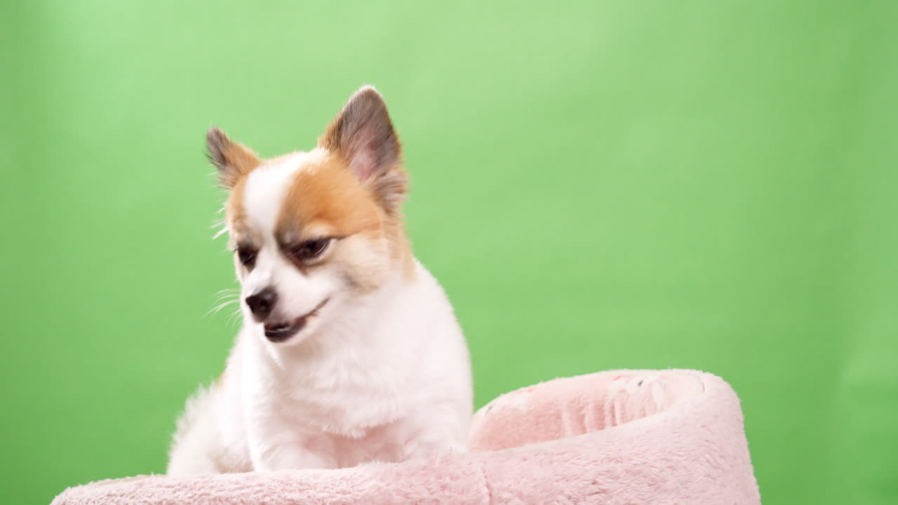 retrato del lindo cachorro esponjoso de pomeranian spitz