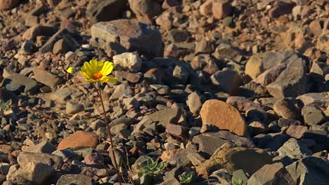 blooming desert sunflower at death valley national park in california, united states. close-up shot