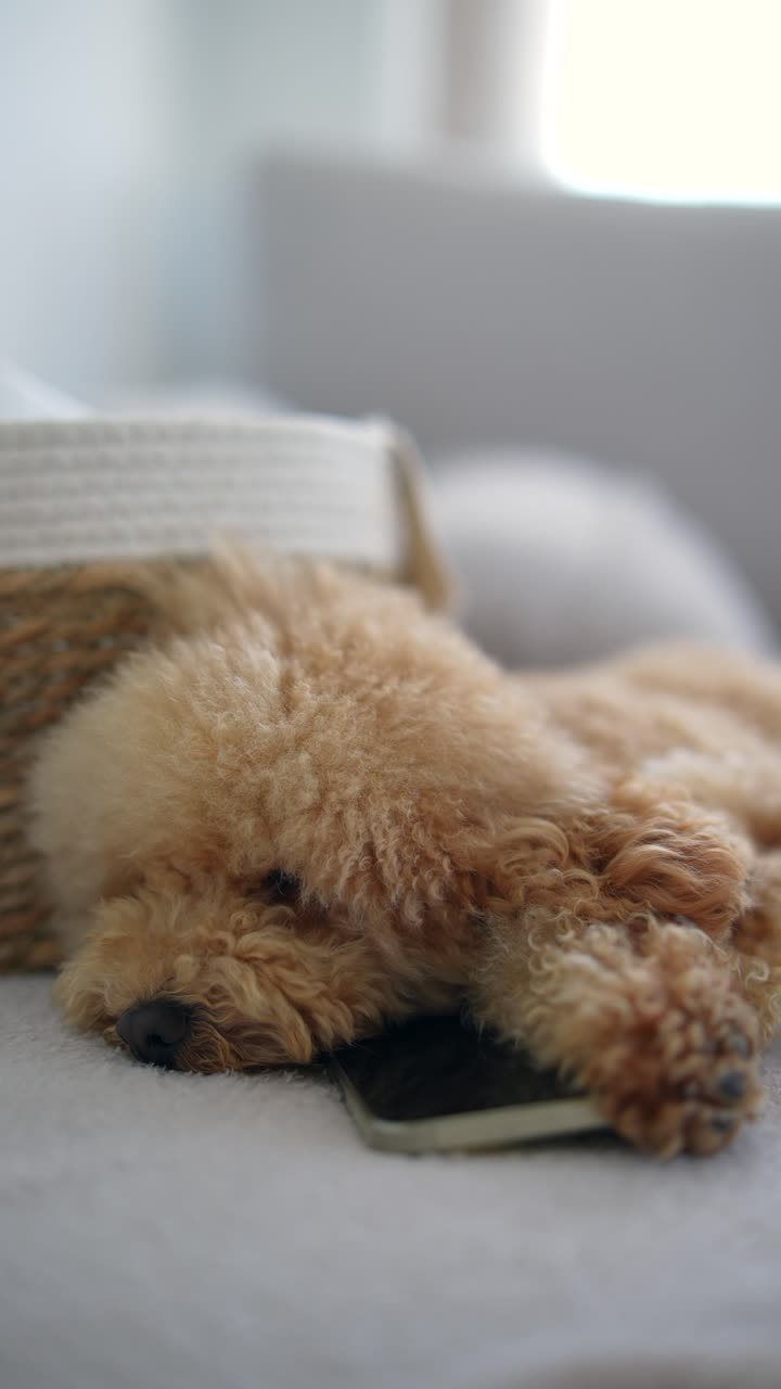 전화 를 들고 소파 에 누워 있는 잠자는 푸들