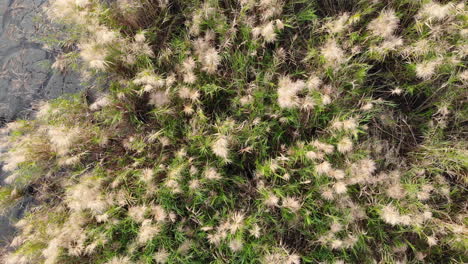 A-drone-shot-of-water-plants-at-Sun-Moon-Lake-with-camera-moving-up