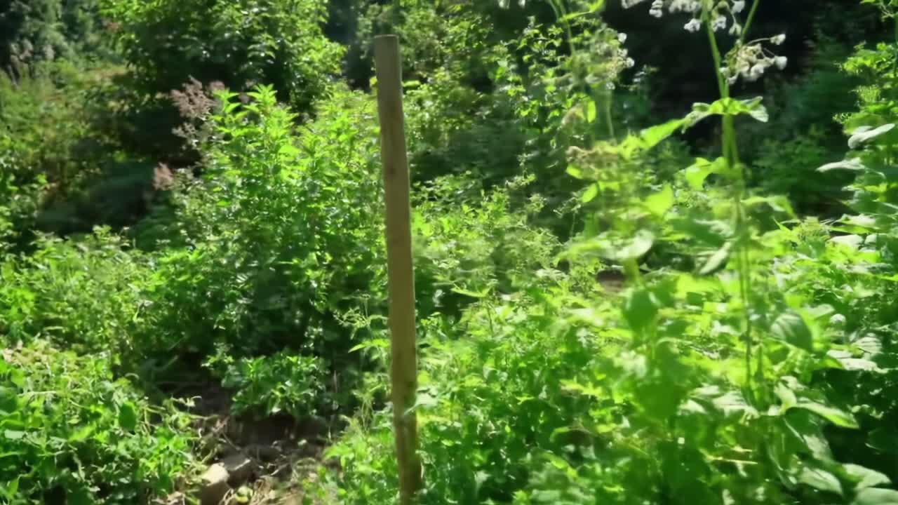 Exploring the Lush Overgrowth: A Serene Journey Through Verdant Pathways Surrounded by Vibrant Greenery and Abundant Plant Life in Nature's Embrace