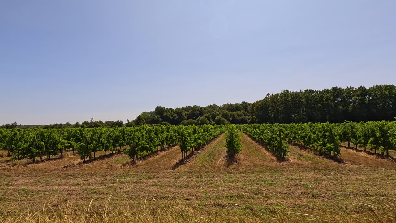 paisaje de viñedos en un día soleado
