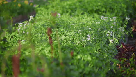 close-up of flowers in greenhouse at plant nursery