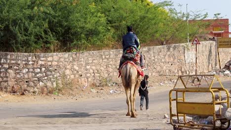 tourist riding on camel from flat angle at day