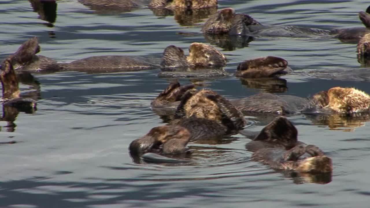 grupo de nutrias marinas flotando y relajándose en el agua del océano al sol