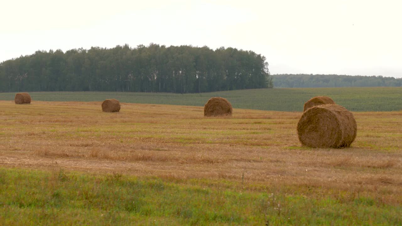 сельскохозяйственное поле с стоками сена в жаркий летний день