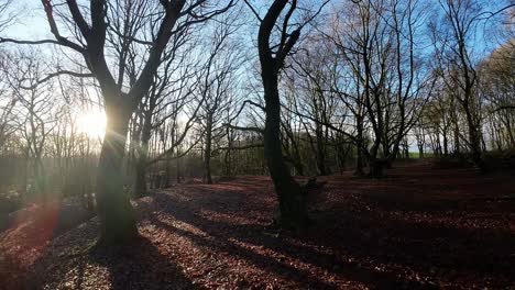 fpv drone flying through glowing sunrise autumn woodland foliage in nature park