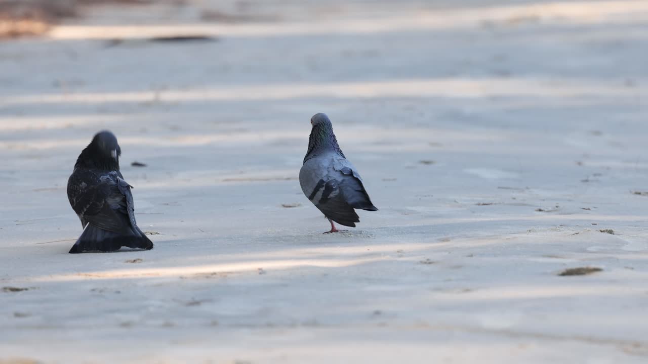 비둘기가 보행로에서 짓기 의식을 수행하고 있습니다.