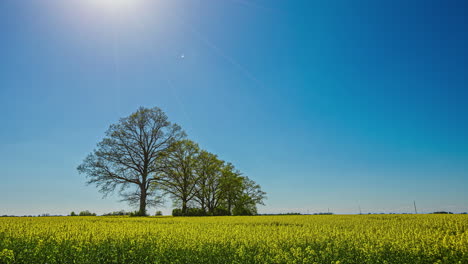 timelapse shot of beautiful yellow rapeseed flowers against blue sky with trees in the centre at daytime