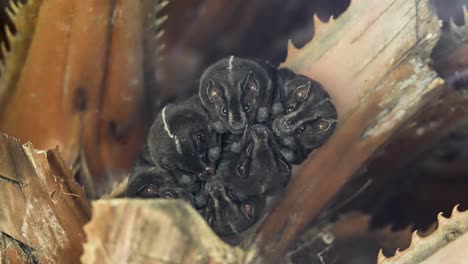 bat colony roosting under tree branch