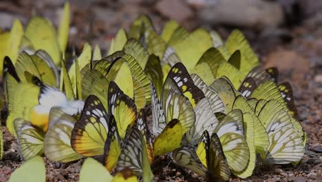 Schmetterlinge-Auf-Minerallecke:-Schmetterlinge-Beim-Lecken-Von-Mineralien,-Einer-Nach-Dem-Anderen,-Während-Sie-Sich-In-Den-Frühen-Morgenstunden-Im-Kaeng-Krachan-Nationalpark-In-Zeitlupe-Auf-Dem-Boden-Gruppieren