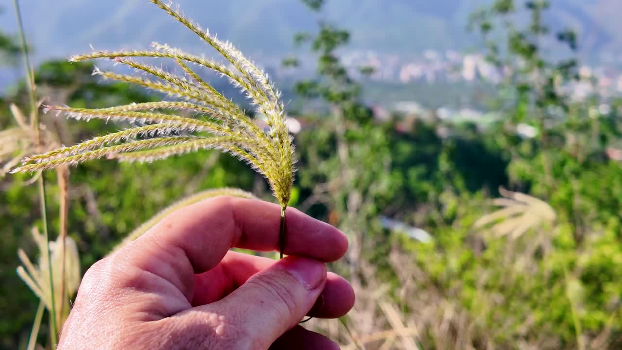 close-up of a hand gently holding a wisp of grass, symbolizing a peaceful escape from the bustling city of Caracas and El Ávila mountain in the background