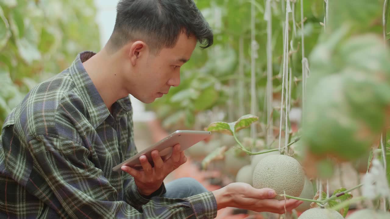 Farmer inspecting melon plants in a greenhouse using a tablet