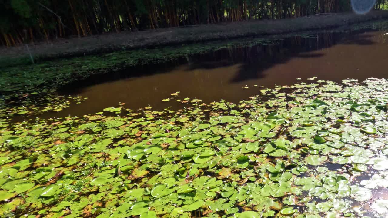 이 많은 연못에 있는 수박의 타임스