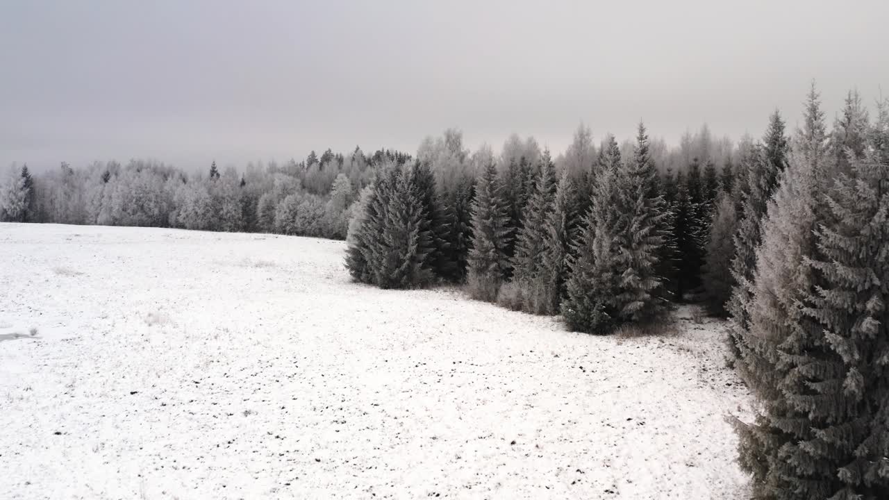 Flying along forest edge in winter with frost on the trees. Frozen hoar on trees. Snowy forest landscape.