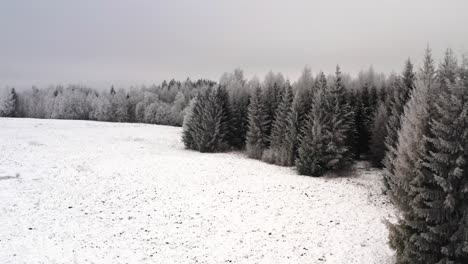 flying along forest edge in winter with frost on the trees. frozen hoar on trees. snowy forest landscape.