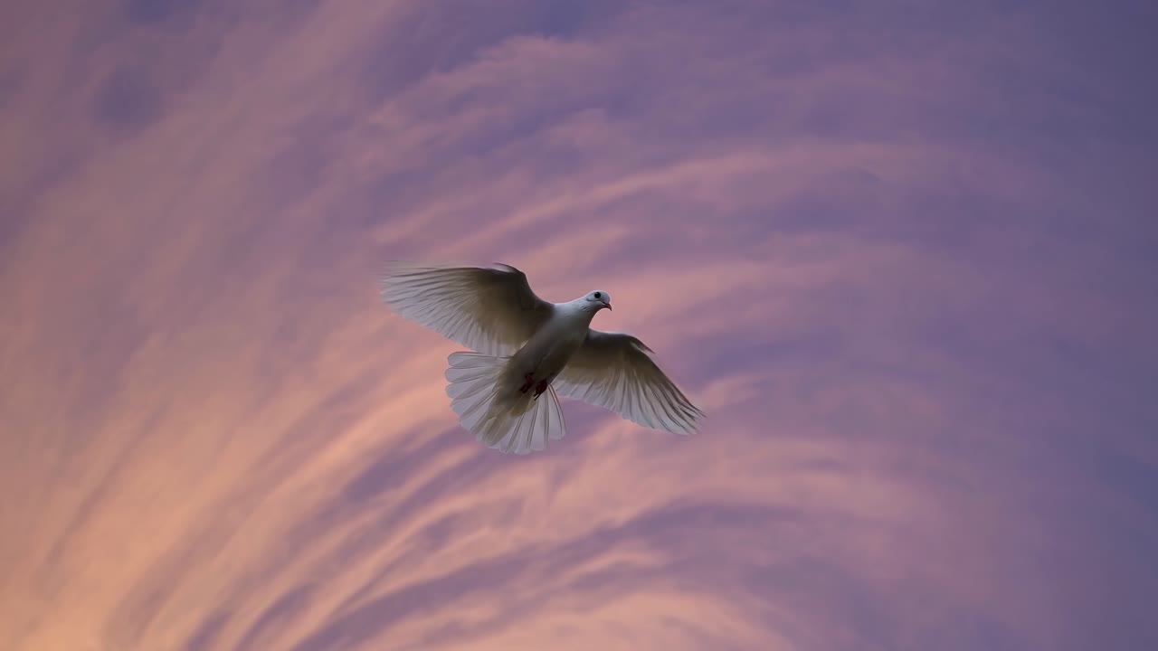 ローアングルで撮影された、渦巻く夕焼け空を背景に飛行中のハトを捉えた穏やかな動画