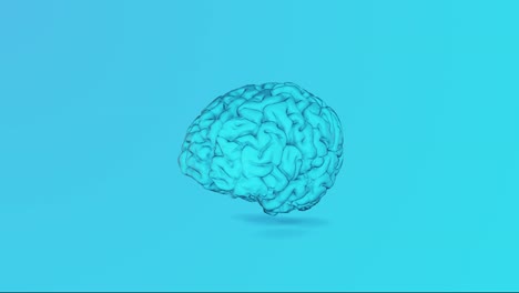 human brain 4k