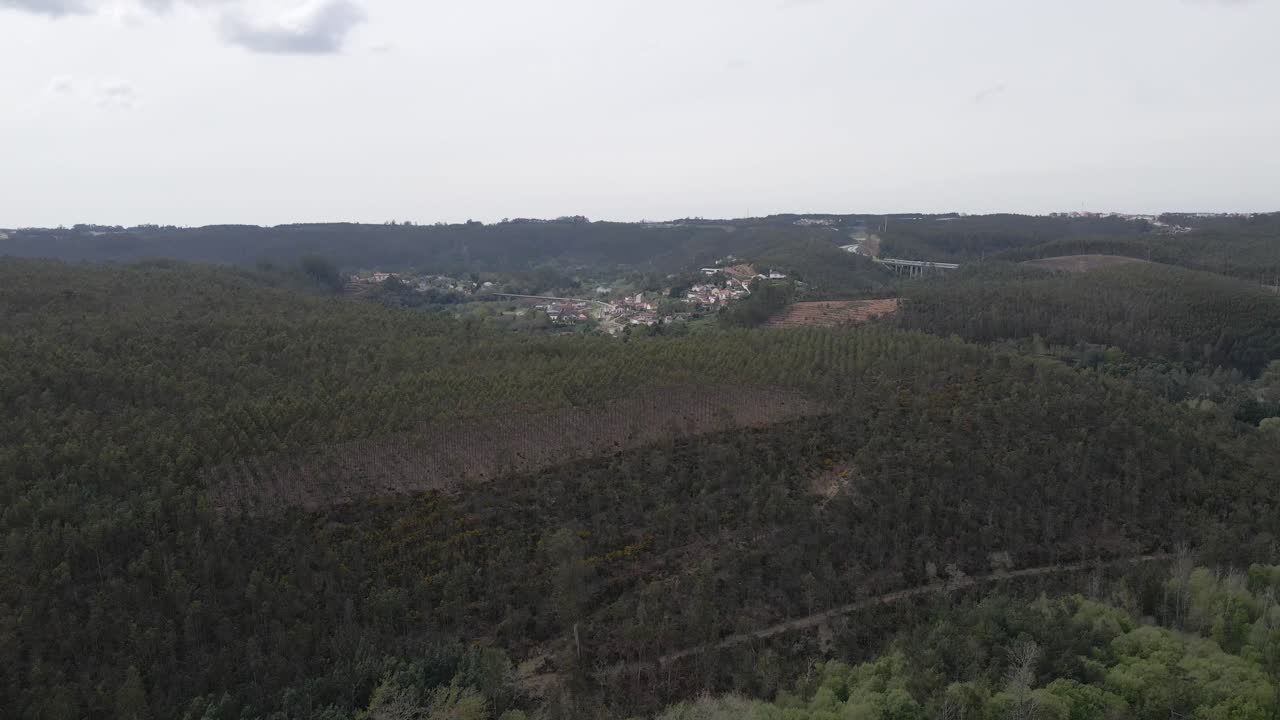 vista aérea de una plantación de eucalipto en la cima de una colina para la industria del papel